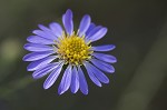 Late purple aster