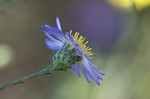 Late purple aster