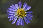 Late purple aster