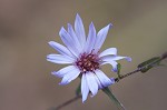 Late purple aster