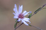 Late purple aster