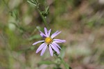 Late purple aster