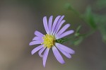 Late purple aster