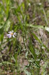 Late purple aster