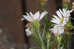 White oldfield aster