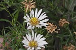 White oldfield aster