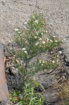 White oldfield aster