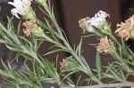 White oldfield aster