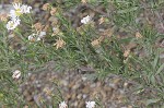 White oldfield aster