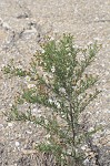 White oldfield aster