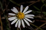 Perennial saltmarsh aster