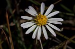 Perennial saltmarsh aster