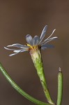 Perennial saltmarsh aster