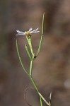 Perennial saltmarsh aster