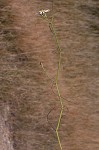 Perennial saltmarsh aster