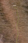 Perennial saltmarsh aster