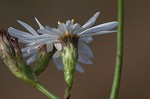 Perennial saltmarsh aster