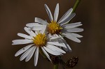 Perennial saltmarsh aster