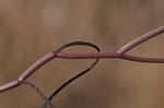 Perennial saltmarsh aster