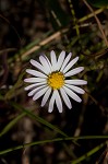 Perennial saltmarsh aster