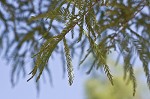 Baldcypress