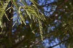 Baldcypress