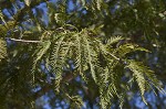 Baldcypress