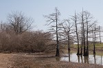 Baldcypress