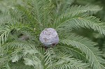 Baldcypress