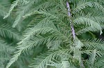 Baldcypress