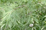 Baldcypress