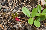 Scurf hoarypea