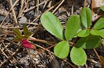 Scurf hoarypea