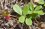 Scurf hoarypea