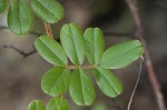 Scurf hoarypea