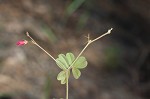 Scurf hoarypea