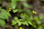 Hairyjoint meadowparsnip <BR>Hairy meadowparsnip