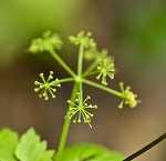 Hairyjoint meadowparsnip <BR>Hairy meadowparsnip