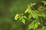 Hairyjoint meadowparsnip <BR>Hairy meadowparsnip