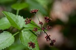 Purple meadowparsnip