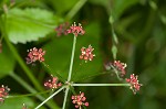 Purple meadowparsnip