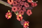 Purple meadowparsnip