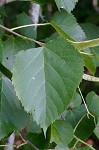 American basswood