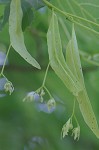 American basswood