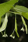 American basswood