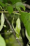 American basswood