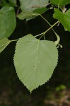 American basswood