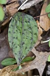 Cranefly orchid