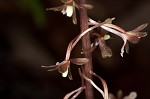 Cranefly orchid