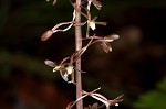 Cranefly orchid